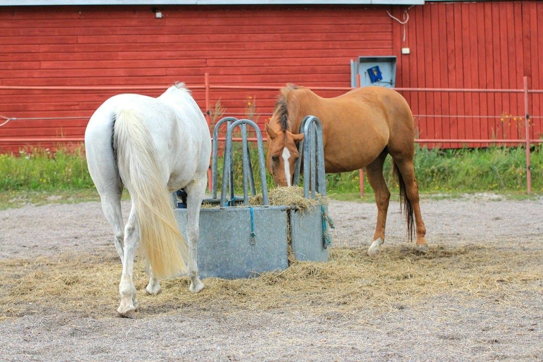 Två hästar äter hö ur en foderhäck på grusunderlag