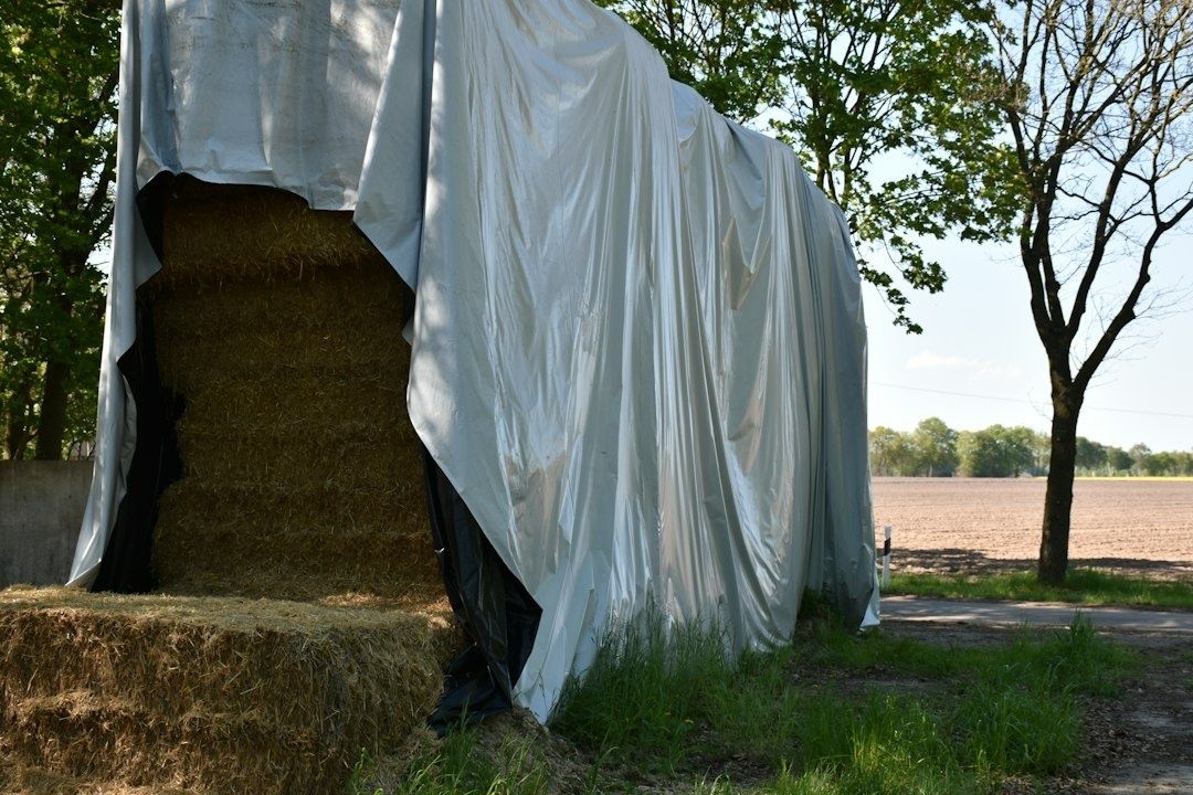 Öppnad plasttäckt hösilagebal med synligt hö på en gård