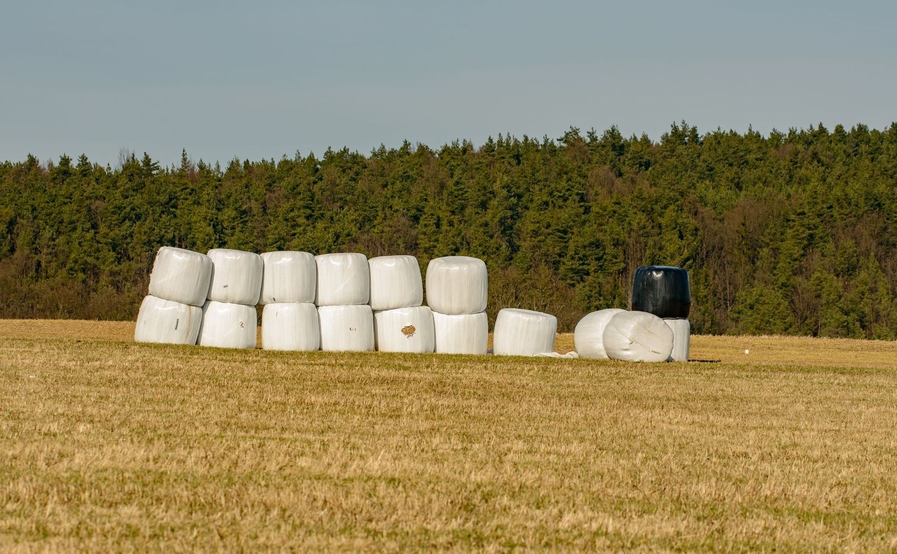 Vit- och svartplastade hösilagebalar på ett skördat fält